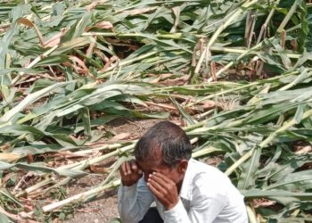 भडगाव तालुक्यातील तांदुळवाडी परीसरात वादळी पाऊस, गारपीट झाल्याने शेतिचे मोठे नुकसान