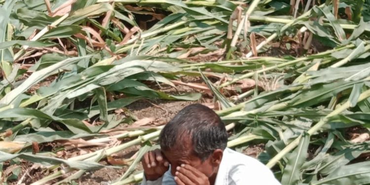 भडगाव तालुक्यातील तांदुळवाडी परीसरात वादळी पाऊस, गारपीट झाल्याने शेतिचे मोठे नुकसान