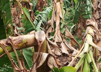 साकळीसह परिसराला वादळासह पावसाचा तडाखा