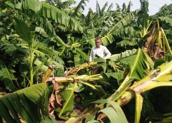 चुंचाळेसह परिसराला वादळासह पावसाचा तडाखा