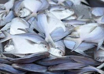 राज्याच्या सागरी क्षेत्रात १ जून ते ३१ जुलै या कालावधीत मासेमारीस बंदी