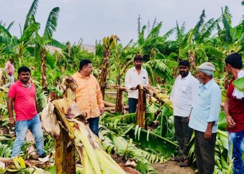 केऱ्हाळा येथील नुकसानग्रस्त केळी बांगाची अनिल चौधरी यांनी केली पाहणी –