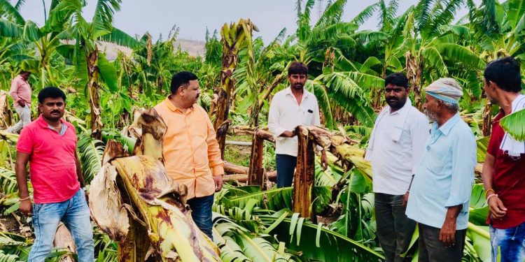 केऱ्हाळा येथील नुकसानग्रस्त केळी बांगाची अनिल चौधरी यांनी केली पाहणी –