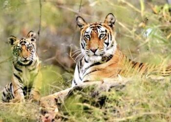 आता वाघ, सिहं दत्तक घेता येणार…सरकारची भन्नाट योजना