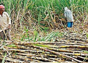 शेतकऱ्यांसाठी खुशखबर…! केंद्राकडून उसाच्या एफआरपीत वाढ, वाचा कितीने झाली