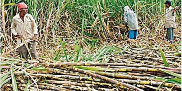 शेतकऱ्यांसाठी खुशखबर…! केंद्राकडून उसाच्या एफआरपीत वाढ, वाचा कितीने झाली