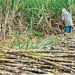 शेतकऱ्यांसाठी खुशखबर…! केंद्राकडून उसाच्या एफआरपीत वाढ, वाचा कितीने झाली