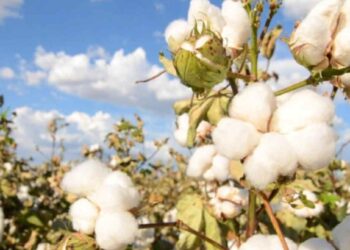 कापूस उत्पादक शेतकऱ्यांसाठी कृषि विभागाने दिला ‘हा’ सल्ला