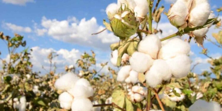 कापूस उत्पादक शेतकऱ्यांसाठी कृषि विभागाने दिला ‘हा’ सल्ला