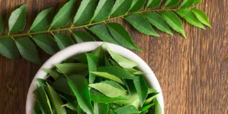 जेवताना कढीपत्ता बाजूला काढताय? आधी वाचा कढीपत्याचे ‘हे’ १० गुणकारी फायदे