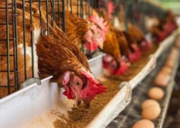 चिकन-अंड्याचे दर महागणार