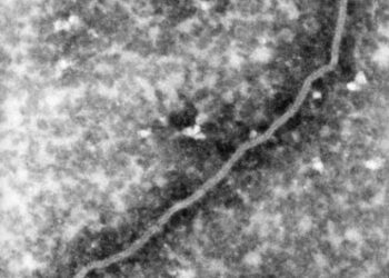 आता केरळात ‘या’ नव्या व्हायरस चे संकट ; १२ वर्षीय मुलाचा मृत्यू