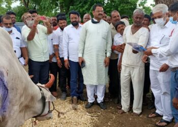 कृषी मंत्री भुसेंची संवेदनशीलता ; दौरा आटपून थेट जखमी बैलाला पाहायला पोहचले….
