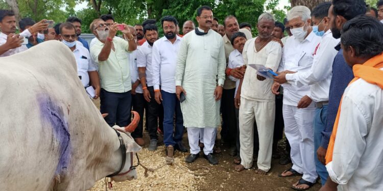 कृषी मंत्री भुसेंची संवेदनशीलता ; दौरा आटपून थेट जखमी बैलाला पाहायला पोहचले….