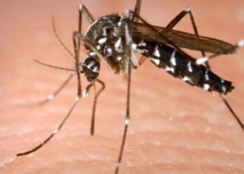 भडगांव शहर व तालुक्यात डेंग्युसदृष्य विषाणुजण्य तापाची साथ ; उपाययोजनांची गरज