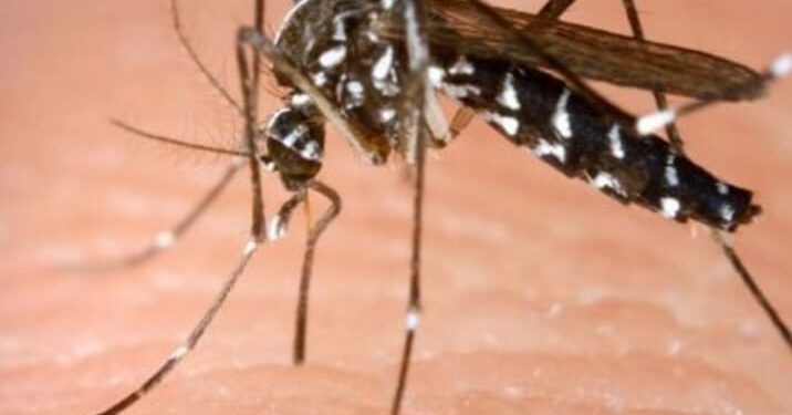 भडगांव शहर व तालुक्यात डेंग्युसदृष्य विषाणुजण्य तापाची साथ ; उपाययोजनांची गरज