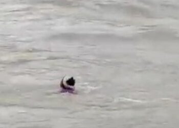 पाचोऱ्यात हिवरा नदीत एक जण वाहून गेला….