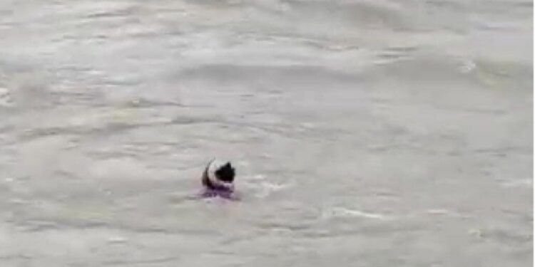 पाचोऱ्यात हिवरा नदीत एक जण वाहून गेला….