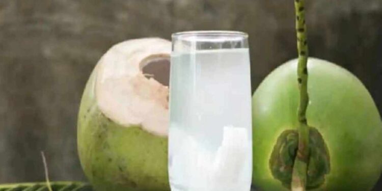 या कारणांमुळे तुम्ही रोज नारळाचे पाणी प्यावे, तुम्हाला हे 5 आश्चर्यकारक फायदे मिळतील