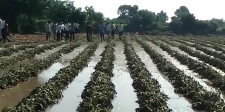 अतिवृष्टीमुळे झालेल्या नुकसानीची माहिती शेतकऱ्यांनी 72 तासाच्या आत विमा कंपनीस कळवावी