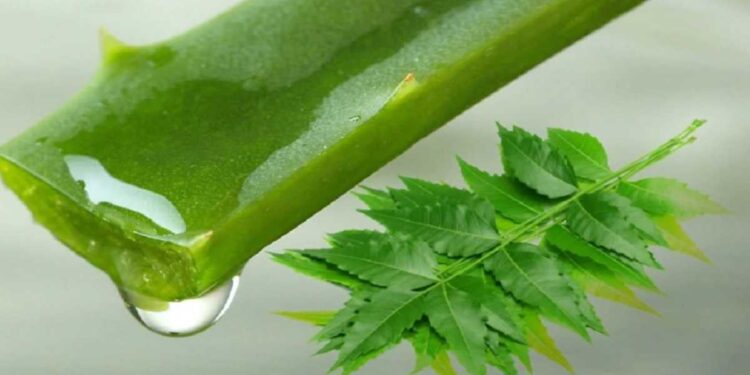 जाणून घ्या कडूनिंब आणि कोरफड वापरण्याचे फायदे