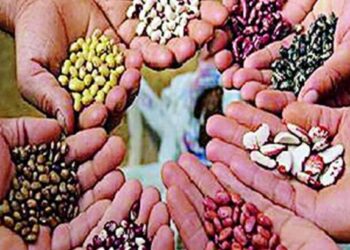 ग्रामबिजोत्पादन कार्यक्रमाचा लाभ घेण्याचे आवाहन