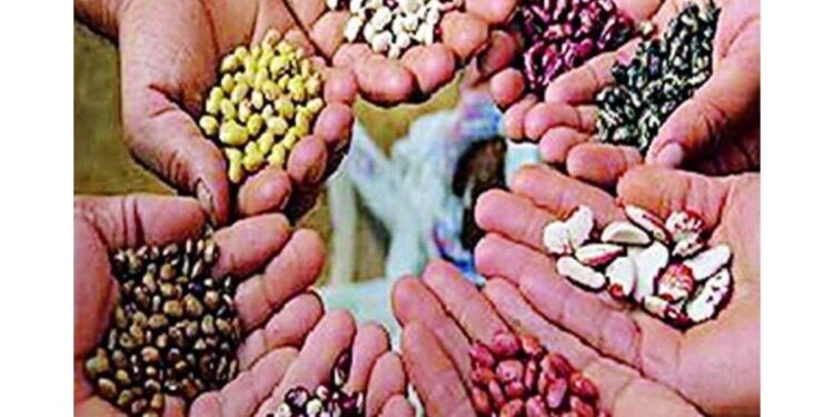 ग्रामबिजोत्पादन कार्यक्रमाचा लाभ घेण्याचे आवाहन