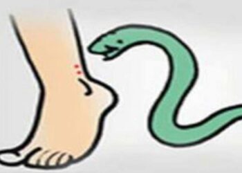 गेल्या महिन्याभरात जिल्ह्यात ११९ जणांना झाला सर्पदंश