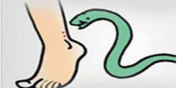 गेल्या महिन्याभरात जिल्ह्यात ११९ जणांना झाला सर्पदंश