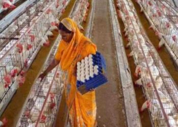 अंडी विकून महिन्याला कमवाल लाखो रुपये, जाणून घ्या कसे?