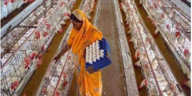 अंडी विकून महिन्याला कमवाल लाखो रुपये, जाणून घ्या कसे?