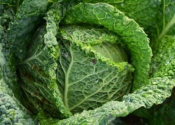 कोबी आरोग्यासाठी खूप फायदेशीर, वाचा ‘हे’ आश्चर्यकारक फायदे