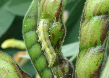 तुरीवरील अळीचा प्रादुर्भाव रोखण्यासाठी शेतकऱ्यांनी कराव्यात ‘या’ उपाययोजना