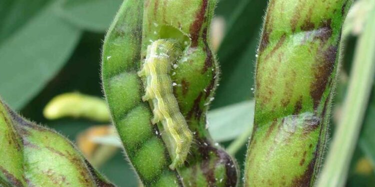 तुरीवरील अळीचा प्रादुर्भाव रोखण्यासाठी शेतकऱ्यांनी कराव्यात ‘या’ उपाययोजना