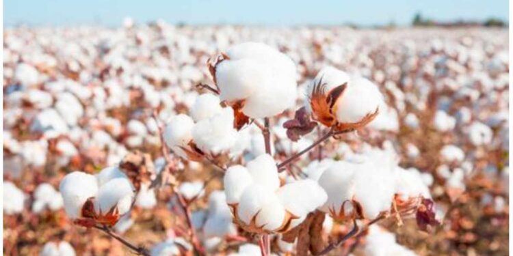 जळगावात एकदिवशीय राज्यस्तरीय कापूस परिषदेचे आयोजन