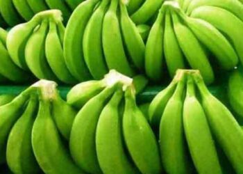 कच्च्या केळ्याचे हे फायदे वाचून व्हाल थक्क ! जाणून घ्या काय आहेत?