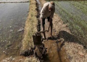 रब्बी हंगामातील पिकांसाठी ‘या’ तारखेपर्यंत पाणी अर्ज सादर करण्याचे आवाहन