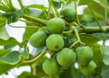 चितोडा येथे चंद्रज्योतीच्या बिया खाल्ल्यामुळे तीन बालकांना विषबाधा