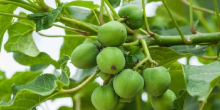 चितोडा येथे चंद्रज्योतीच्या बिया खाल्ल्यामुळे तीन बालकांना विषबाधा