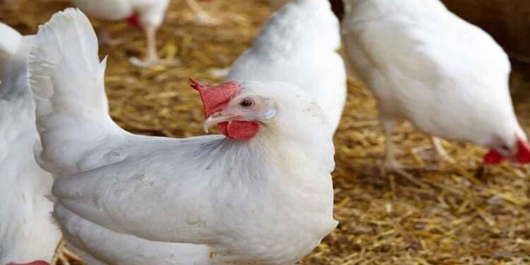 डीजेच्या आवाजामुळे 63 कोंबड्यांचा मृत्यू, मालकाची पोलिसात तक्रार