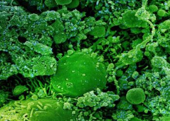 धक्कादायक : भारतातील पहिला ओमिक्रॉन रुग्ण देशाबाहेर पडाला