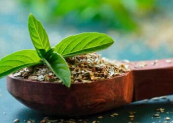 रिकाम्या पोटी तुळशीची पाने खाल्ल्याने शरीराला मिळतात ‘हे’ 5 मोठे फायदे