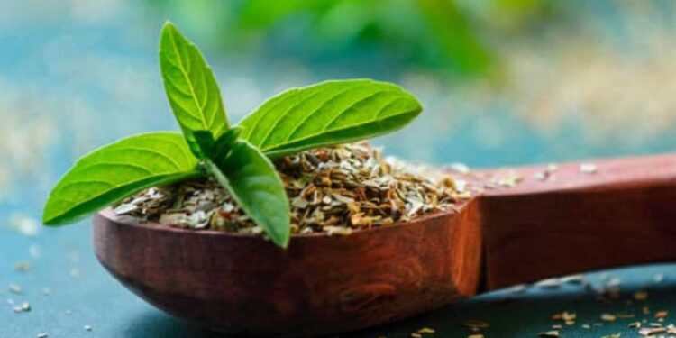 रिकाम्या पोटी तुळशीची पाने खाल्ल्याने शरीराला मिळतात ‘हे’ 5 मोठे फायदे