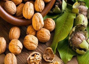 रिकाम्या पोटी भिजवलेले 2 अक्रोड खाणे सुरू करा, अनेक आजार दूर राहतील, जाणून घ्या फायदे