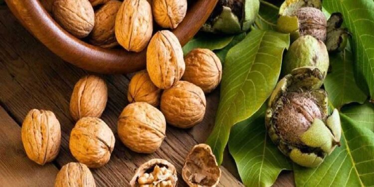 रिकाम्या पोटी भिजवलेले 2 अक्रोड खाणे सुरू करा, अनेक आजार दूर राहतील, जाणून घ्या फायदे