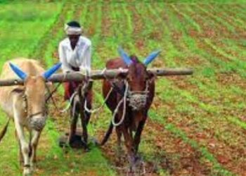 शेतकऱ्यांनो लक्ष द्या : ‘महाबीज’च्या या उपक्रमात मिळेल मोफत बियाणं