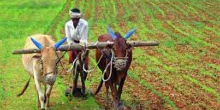 शेतकऱ्यांनो लक्ष द्या : ‘महाबीज’च्या या उपक्रमात मिळेल मोफत बियाणं