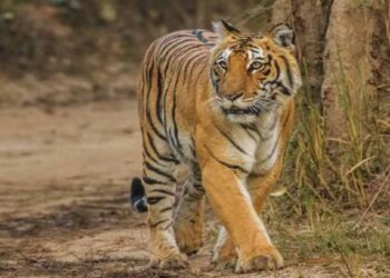 दबा धरून बसलेल्या हिंस्र प्राण्याचा बालकावर हल्ला, बालक गंभीर जखमी