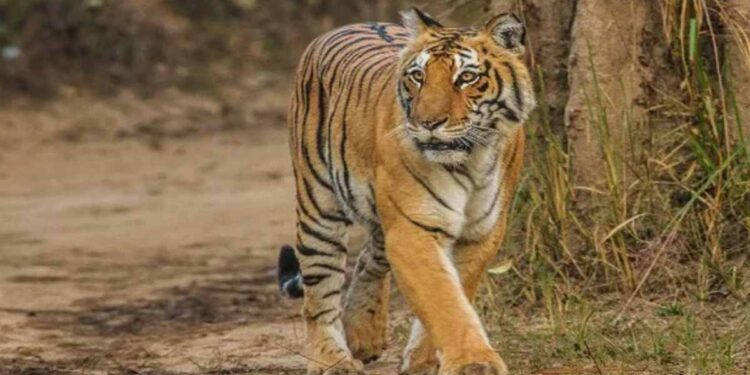 दबा धरून बसलेल्या हिंस्र प्राण्याचा बालकावर हल्ला, बालक गंभीर जखमी