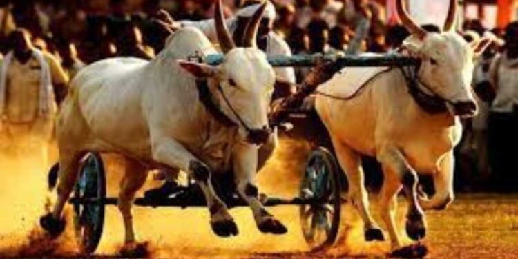 बैलगाडी शाैकिंनासाठी खुशखबर…महाराष्ट्रात बैलगाडा शर्यतीला परवानगी, सुप्रीम कोर्टाचा निर्णय